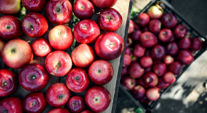 Europa odczuje niedobory jabłek? Tracą najwięksi gracze