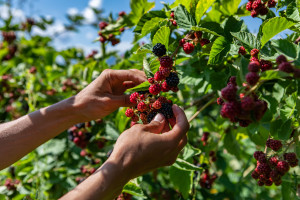 To już koniec taniej produkcji w Ukrainie? Pojawiają się ograniczenia