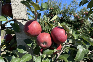 Zwrot na rynku jabłek? Ekspert wskazuje, co może wydarzyć się w tym sezonie