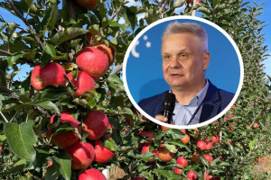 Mniej Gali i Goldena, więcej odmian klubowych. Maliszewski o zbiorach jabłek w sezonie 2026