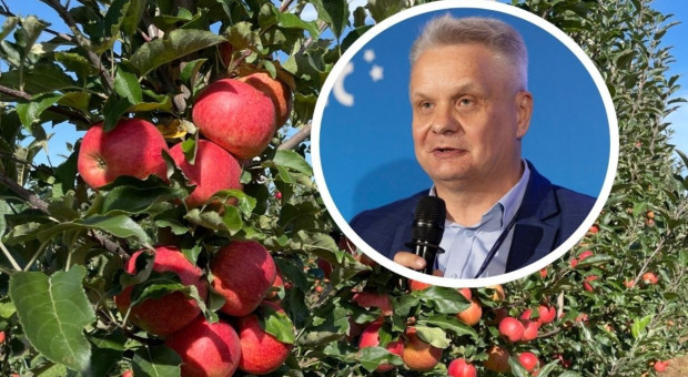 Mniej Gali i Goldena, więcej odmian klubowych. Maliszewski o zbiorach jabłek w sezonie 2026
