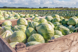 7000 ton warzyw pod dachem. Ukraińska firma chwali się nowa inwestycją