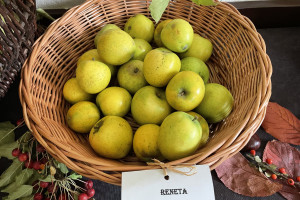 Dzień Jabłoni w Powsinie: degustacje i pokaz starych odmian