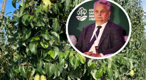 Konferencja dominuje, odmiany klubowe rosną w siłę. Nowe prognozy dla gruszek
