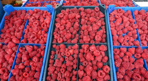 Ceny malin w górę, ale rynek wciąż pod presją. Import pozostaje wysoki