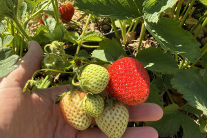 6500 hektarów pod truskawki. Są zagłębiem i już przygotowują się do nowego sezonu